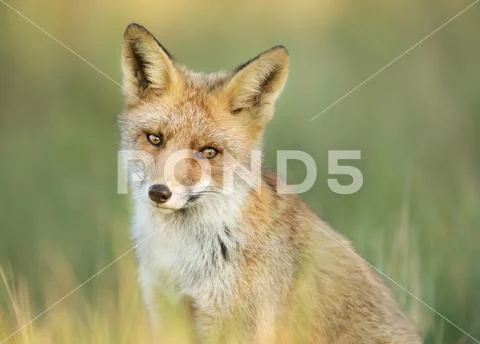 Close up of a young red fox sitting in the grass, Netherlands Stock Photos