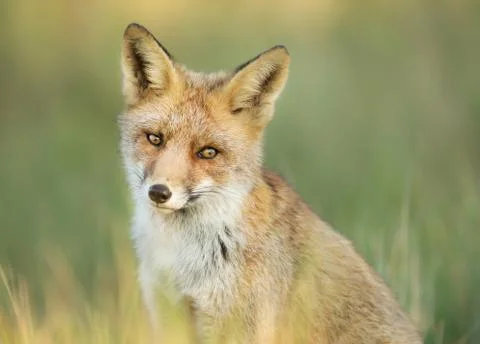 Close up of a young red fox sitting in the grass, Netherlands Stock Photos