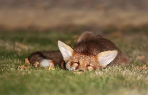 Close up of a young red fox taking a nap Stock Photos