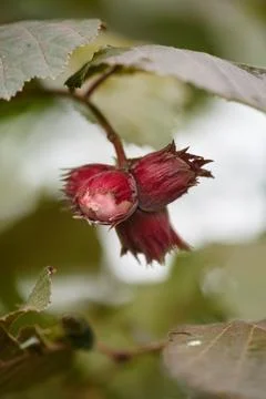 Close-up of young red hazelnuts on a branch with green leaves. Vertical sho.. Stock Photos