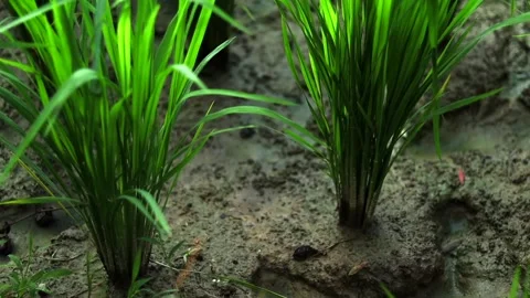 Close-up of young rice plants growing in muddy agricultural field 스톡 동영상 339760208