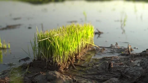 Close Up of Young Rice Seedlings After Planting in Fukuroi, Shizuoka, Japan Stock Footage 334992366