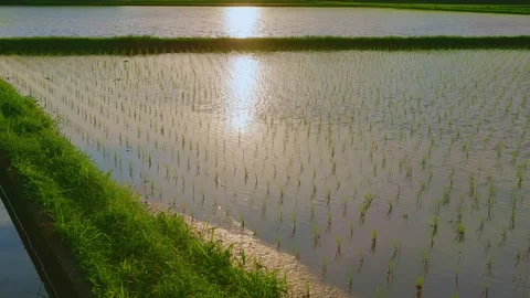 Close up of young rice seedlings growing in a flooded paddy field Stock Footage 337887422