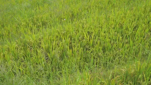 Close-up of a young rice shoot in the sun, in China Stock Footage 231829480