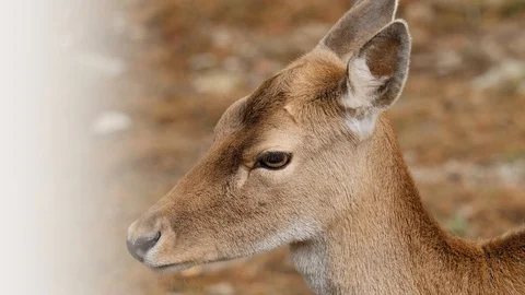 Close up of young roe deer Stock Footage 96480748
