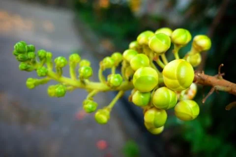 Close-up Young Sal Tree Fruit in Selective Focus. Stock Photos