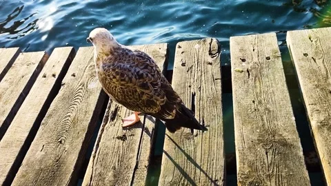 Close-up of a Young Seagull Perched on a Rustic Wooden Pier with Blue Sea Ri Stock Footage 326559934