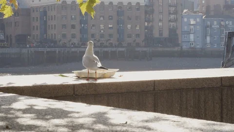 Close up of young seagull stealing scraps of food from an abandoned takeaway in Stock Footage 102362653