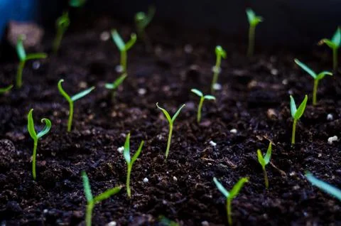 Close up Young seed germination and plant growing with rain water drop over g Stock Photos