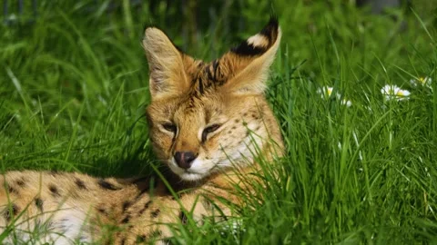Close up of a young Serval cat  Stock Footage 273638718