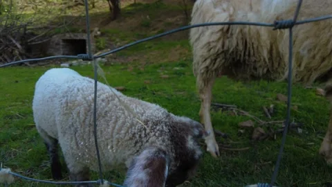 Close up of young sheep  Stock Footage 205041371