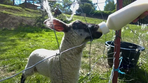 Close up of young sheep  Stock Footage 205041386