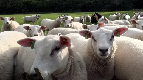 Close Up of young sheeps Video stock 82902321