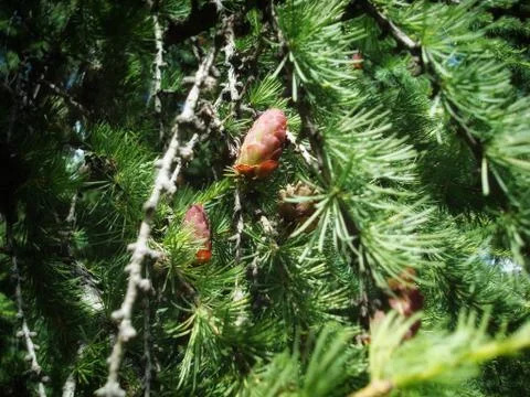 Close-up of a young shoot of a pine Foto stock