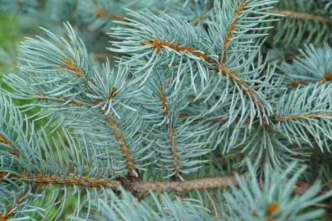 Close-up of a young side view of spruce blue spruce Picea pungens  Stock Photos