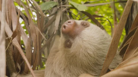 Close up of a young sloth crawling up a sturdy tree branch, Costa Rica Stock Footage 141246607