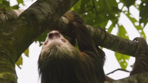 Close up of young sloth hanging from tree upside down, crawling up, Costa Rica Stock Footage 141246561