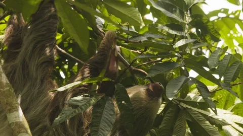 Close up of young sloth hanging upside down from green tree branches, Costa Rica Stock Footage 141246017