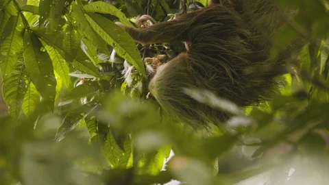 Close up of young sloth hanging upside down from tree branches, Costa Rica Stock Footage 141246130