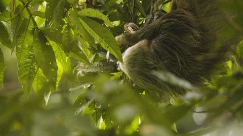Close up of young sloth hanging upside down from tree branches, Costa Rica Stock Footage 141246214