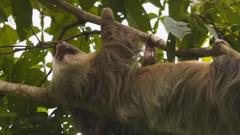 Close up of young sloth hanging upside down from tropical tree, Costa Rica Vídeos de archivo 141246370