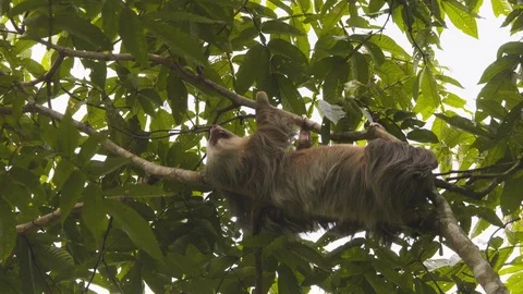 Close up of young sloth hanging upside down from green tree branches, Costa Rica Stock Footage 141246395