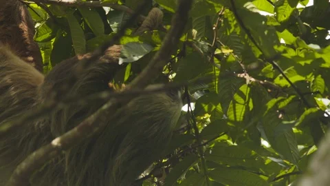 Close up of young sloth resting and hanging from tropical tree, Costa Rica Stock Footage 141245729