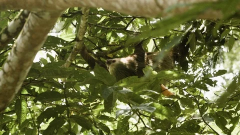 Close up of young sloth resting and hanging from green tree branch, Costa Rica Stock Footage 141245758