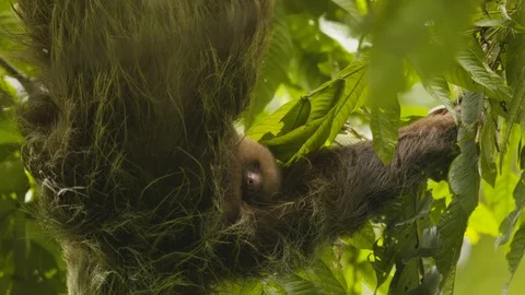 Close up of young sloth resting and hanging from tree on sunny day, Costa Rica Vídeos de archivo 141245861