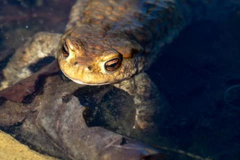 Close up young small brown frog head details Stock Photos