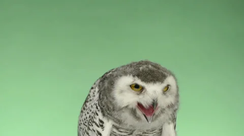Close-up of a young snowy owl looking around, green key Stock Footage 30410815