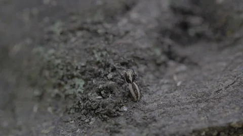 Close up of Young Spider Checking His Region Video stock 82940899