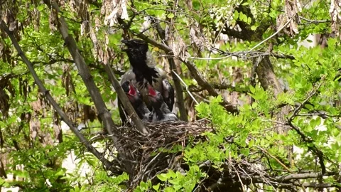 Close-up young spring chicks of Raven Co... | Stock Video | Pond5