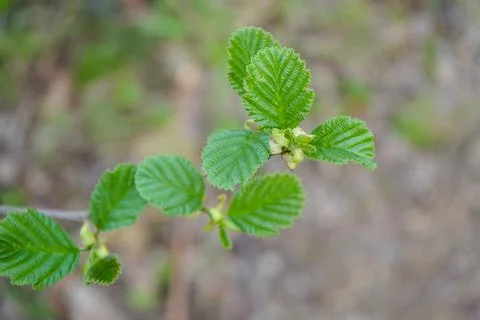 Close up of young spring leaves growing on a tree Stock Photos