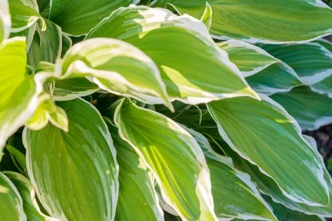 Close up of young spring leaves of hosta plant with flower buds. Green fool.. Stock Photos