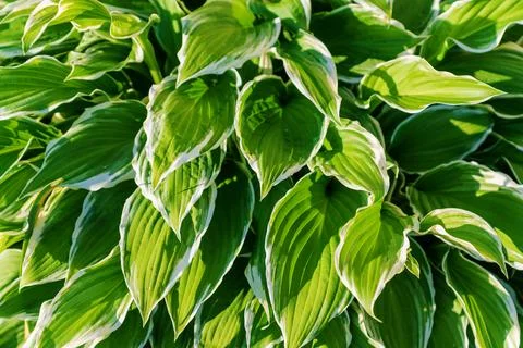 Close up of young spring leaves of hosta plant with flower buds. Green fool.. Stock Photos