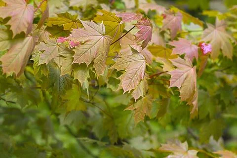 Close-up of young spring leaves of a red maple on a blurry background. Stock Photos