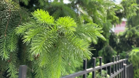 Close-up of a young spruce branch growing on a city street. Stock Footage 276623566