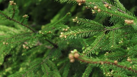 Close up of young spruce branches swaying in the wind Stock Footage 275886837