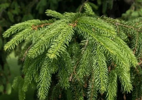 Close-up of young spruce needles Stock Photos