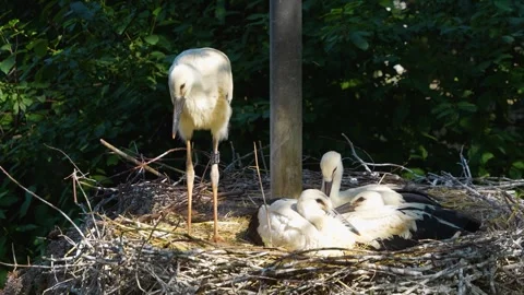 Close up young storks in a nest Stock Footage 277220005
