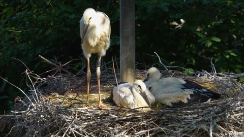 Close up of young storks in a nest  Stock Footage 277231884
