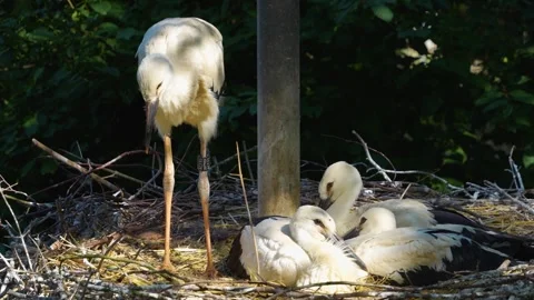 Close up of young storks in a nest Stock Footage 277530793