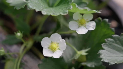 Close up of young strawberry plants in pots with white flowers and small fruits Stock Footage 229230929