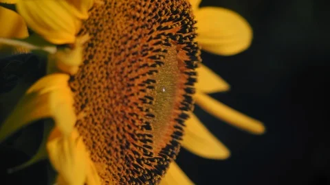 Close-up, Young Sunflower Flower in the Rays of the Dawn Sun Stock Footage 113703909