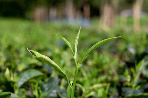 Close up of young tea sprout with two leaves and a bud in field Stock Photos