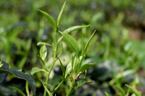 Close up of young tea sprout with two leaves and a bud in field Stock Photos