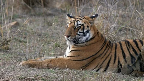 Close up of a young tiger cub laying down at tadoba tiger reserve in india Stock Footage 110834862