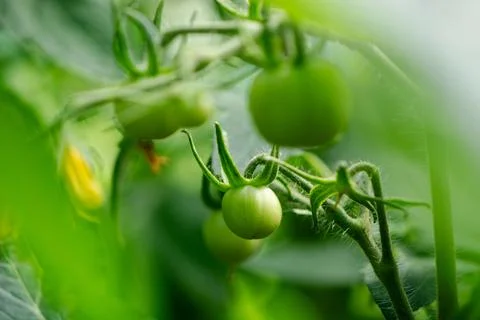 Close-up young tomato fruit grows in a vegetable garden. Green organic Stock Photos