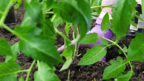 Close-up of young tomato seedlings Video stock 304139320